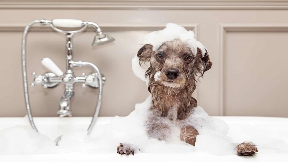 Cão no banho