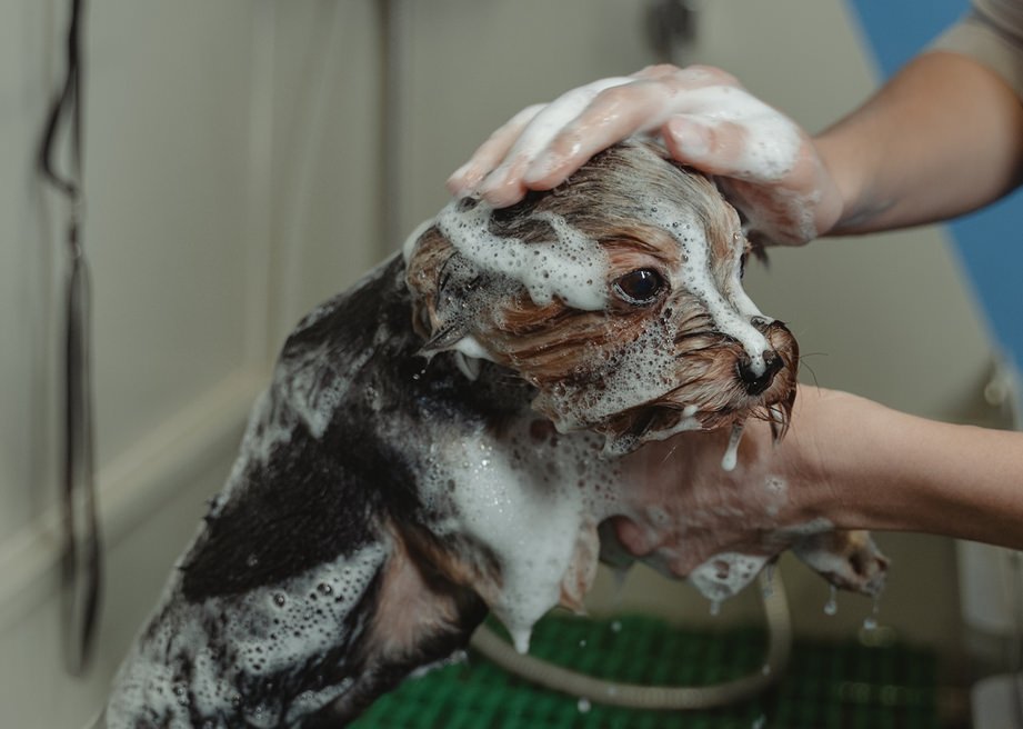 Como dar banho no seu cão: 4 dicas para manter a higiene em casa